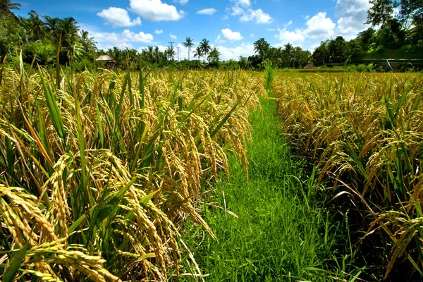 Rice fields on Bali Stock Photo