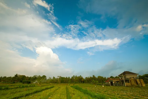 Boerderij in ubad omgeving en blauwe hemel, bali eiland, Indonesië. — Stockfoto