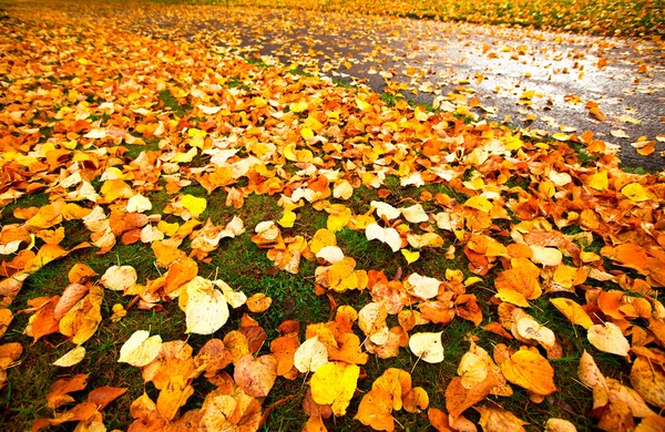 Belles feuilles d'automne pour le fond . — Photo