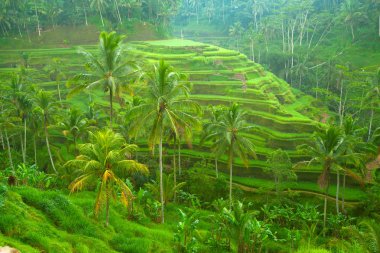pirinç tarrace dağlarda Bali, Endonezya