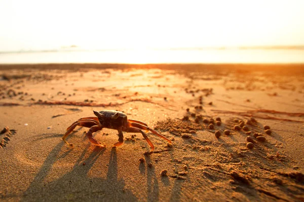 Crabe sur la côte mer — Photo