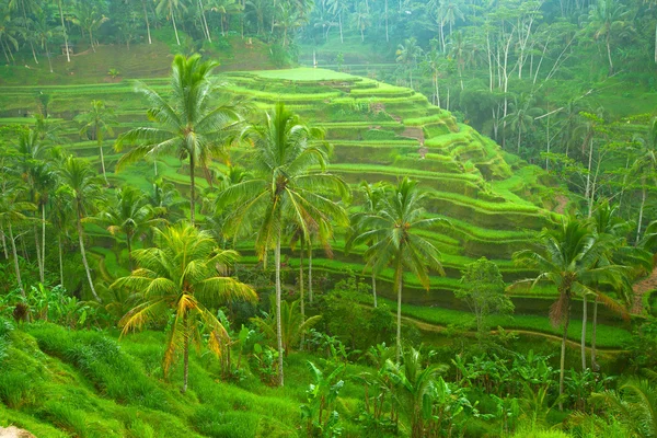 Ris terrass i bergen på bali, Indonesien — Stockfoto