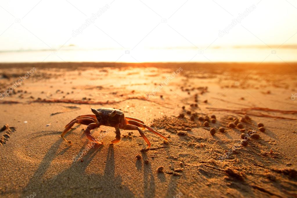 Crab on the coast sea