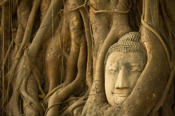 Buddha Head in the roots of the tree, Ayutthaya, Thailand.