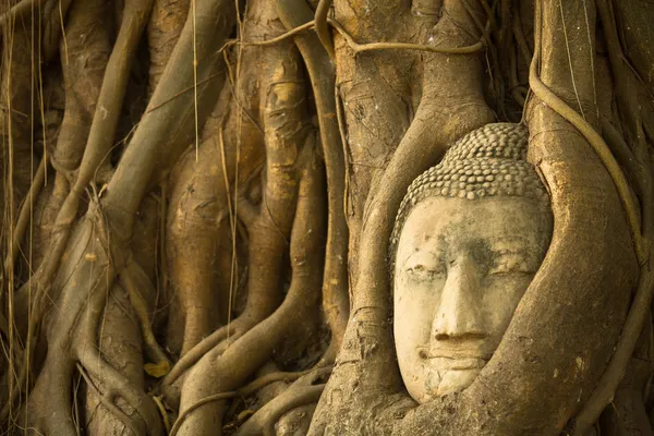 Buddha huvud i rötterna av träd, ayutthaya, thailand. — Stockfoto