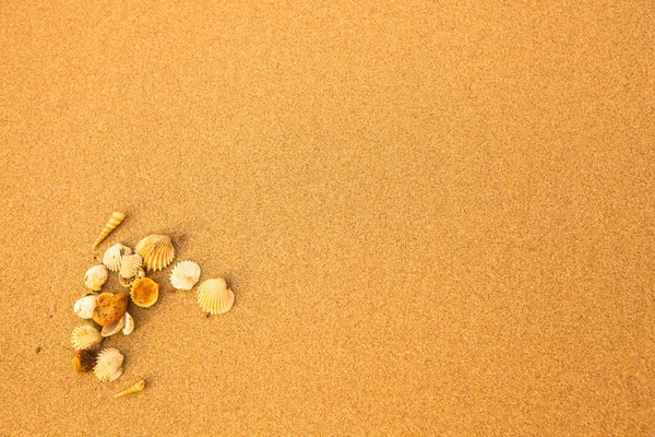 Υφή του παραλία άμμος και θάλασσα κελύφη. — Φωτογραφία Αρχείου