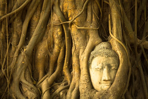 Boeddha hoofd in de wortels van de boom, ayutthaya, thailand. — Stockfoto