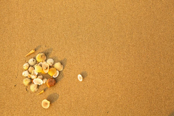 Textura de arena de playa y conchas marinas . —  Fotos de Stock