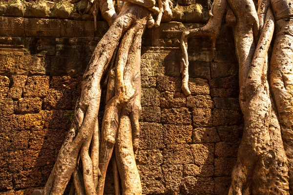 Angkor wat — Stockfoto