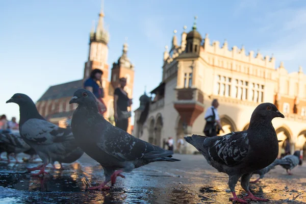 Utsikt över stora torget i krakow — Stockfoto