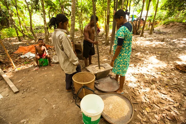 Unidentified people Orang Asli thresh rice to remove chaff — Stock Photo, Image