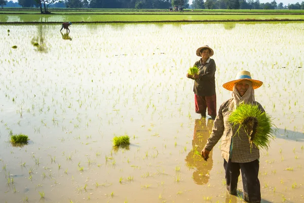 Menschen pflanzen einen Reis in pai — Stockfoto