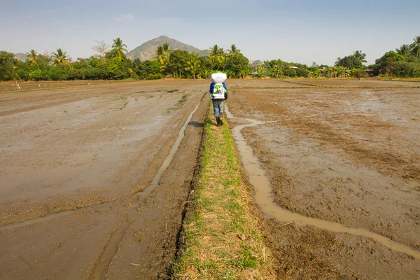Люди, работающие на рисовом поле — стоковое фото
