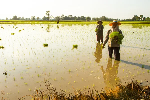 People plant a rice in Pai — Stock Photo, Image