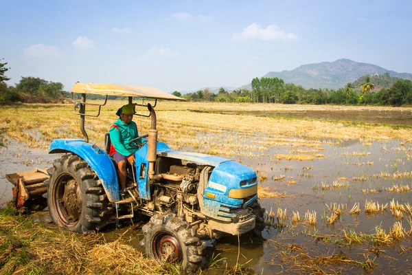 Pessoas que trabalham no campo de arroz — Fotografia de Stock