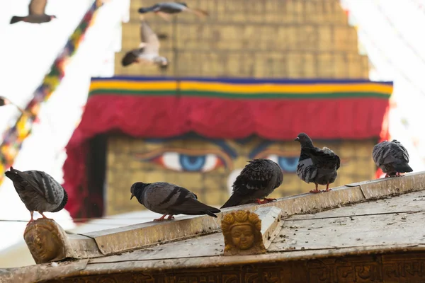 Holubi na boudhanath stupa — Stock fotografie
