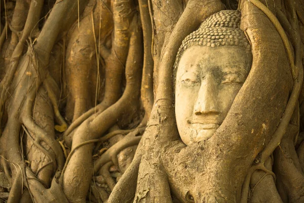 A cabeça de Buda em Wat Mahathat — Fotografia de Stock