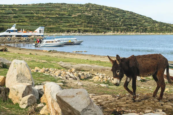 岛 isla del sol isla del 溶胶，玻利维亚的喀喀湖上. — 图库照片