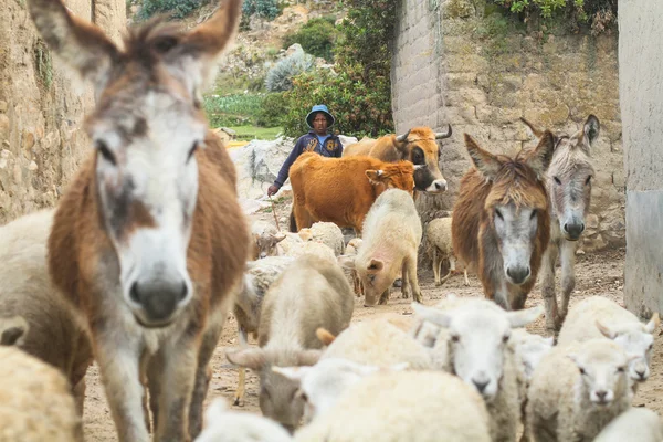 Nidentified ajmara Pasterza w jego wiosce na isla del sol, Boliwia. — Zdjęcie stockowe