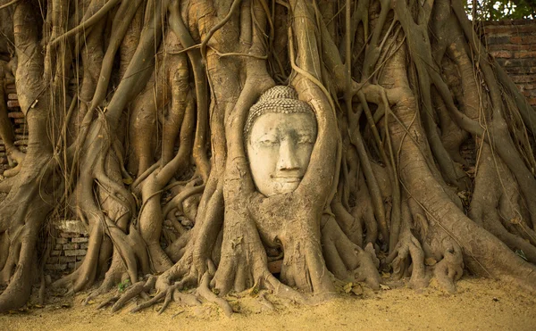 Kop van Boeddha in ayutthaya, thailand. — Stockfoto