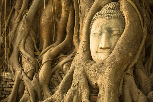 Cabeza de Buda en las raíces del árbol, Ayutthaya, Tailandia . —  Fotos de Stock