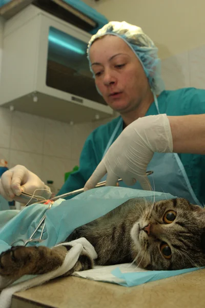 Oficina del veterinario, durante la operación quirúrgica —  Fotos de Stock