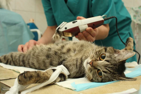 Kantor dokter hewan, operasi bedah kucing. . — Stok Foto