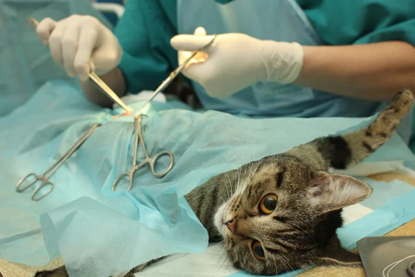 Kantor dokter hewan, operasi bedah kucing. . — Stok Foto
