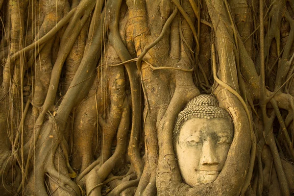 Buda em raízes da árvore — Fotografia de Stock