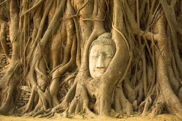 La tête de Bouddha à Ayutthaya — Photo
