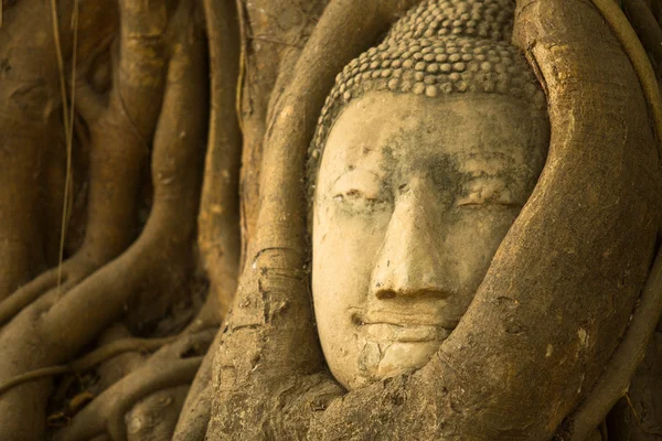 Buddha-Kopf — Stockfoto