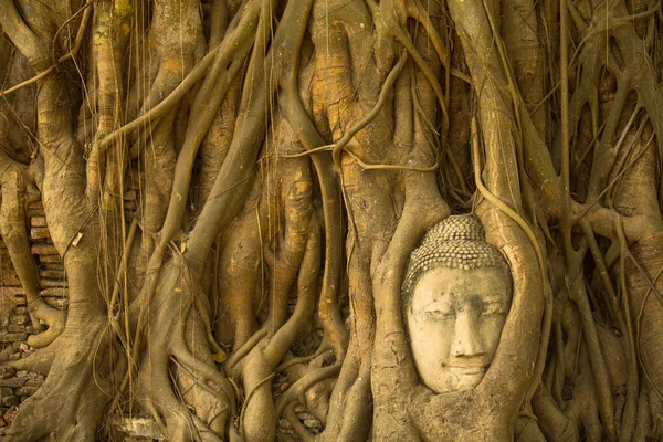 Buddha head in the roots of the tree — Stock Photo, Image