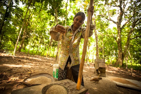 Неопознанные женщины Оранг Асли молотят рис, чтобы удалить солому — стоковое фото