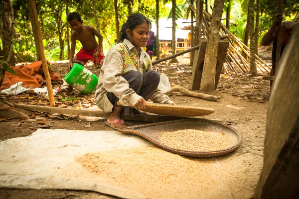 Mujeres no identificadas Orang Asli trilla arroz para eliminar la paja —  Fotos de Stock