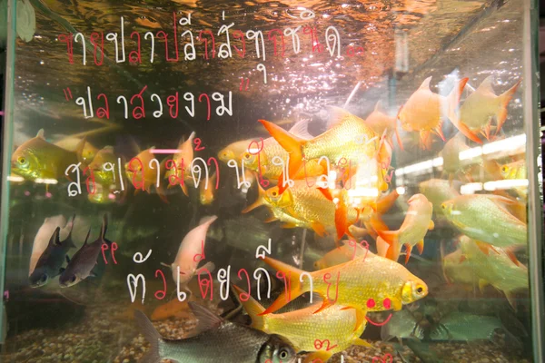 Pescado de acuario en el mercado de pescado en el mercado de fin de semana de Chatuchak —  Fotos de Stock