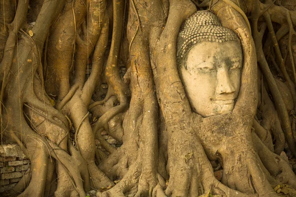 Cabeza de Buda en Ayutthaya —  Fotos de Stock