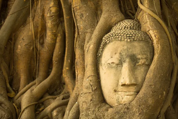 Hlava Buddhy v kořenech stromu — Stock fotografie
