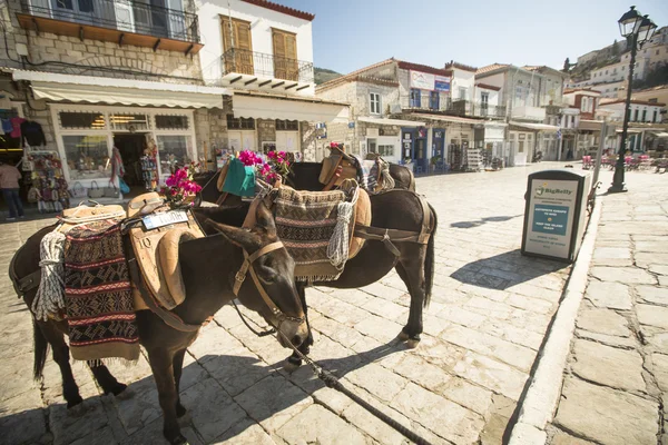 Burro en la isla griega, Hydra — Foto de Stock