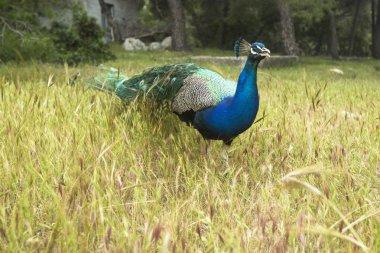 Yunanistan adada peacock.