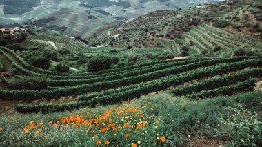 Douro Vadisi manzarası, üzüm bağları bir tepe, Portekiz. 