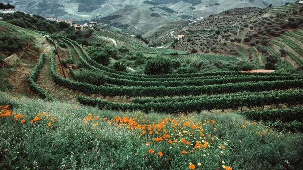 Uitzicht Wijngaard Heuvels Douro Valley Porto Portugal — Stockfoto