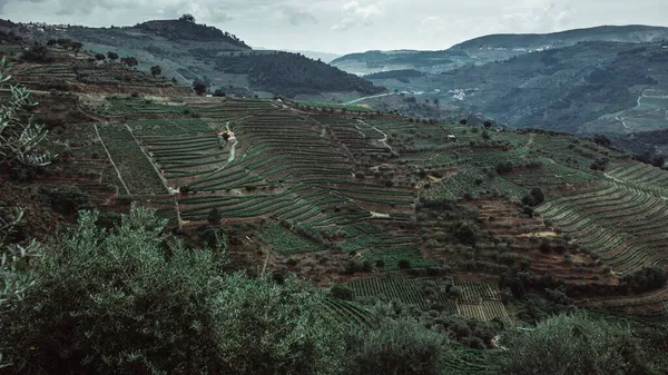 Uitzicht Heuvels Wijngaarden Douro Valley Porto Portugal — Stockfoto