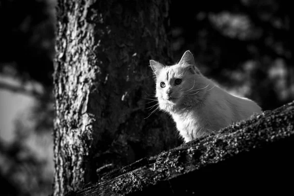 白い野良猫が木の上に座っている 白黒写真 ロイヤリティフリーのストック画像