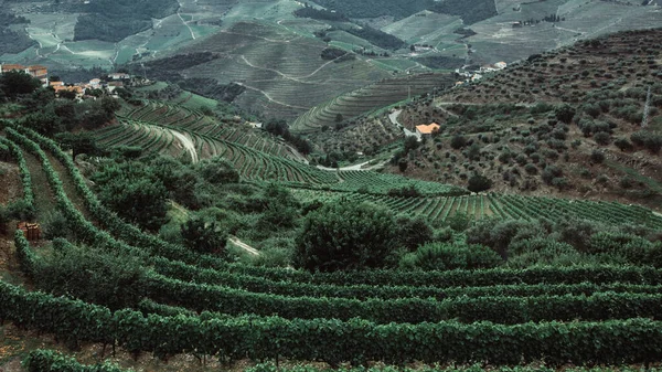 Вид Виноградники Douro Venzo Порту Португалия — стоковое фото