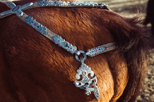 馬の上の伝統的なモンゴルの馬ハーネス ストックフォト