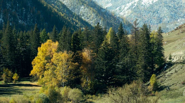 Άποψη Του Δάσους Και Των Βουνών Στην Αλτάι Δημοκρατία Ρωσία — Φωτογραφία Αρχείου
