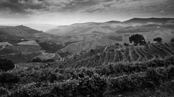 Uitzicht Wijngaard Heuvels Douro Valley Porto Portugal Zwart Wit Foto — Stockfoto