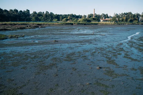 Las Orillas Pantanosas Del Río Lima Viana Castelo Portugal — Foto de Stock