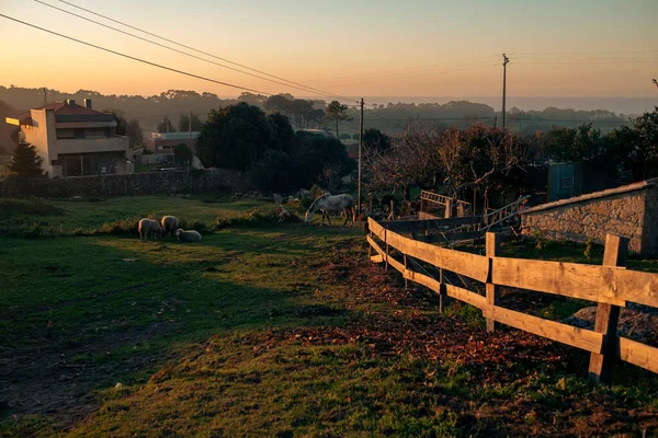 日落时分 一个葡萄牙村庄 羊群和一匹白马在草坪上吃草 — 图库照片
