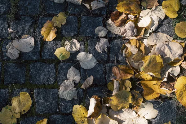 石畳の上の落ち葉の質感 ロイヤリティフリーのストック画像